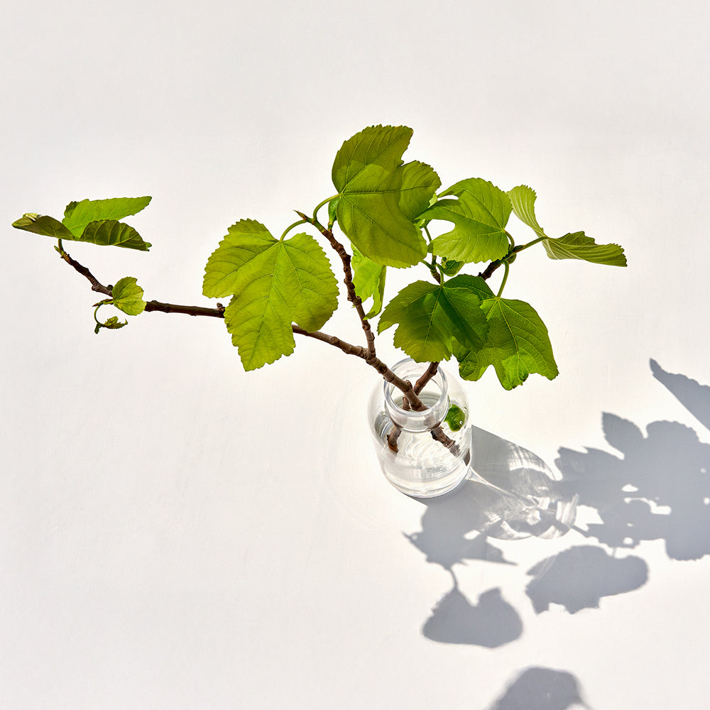 Namų kvapas FIGUIER 500 ml