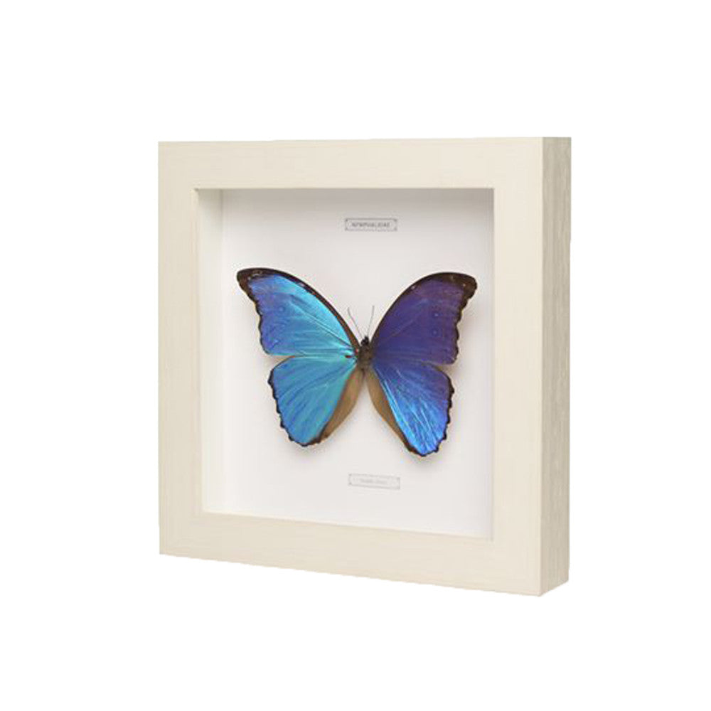 Kolekcijinis drugelis MORPHO DIDIUS WF