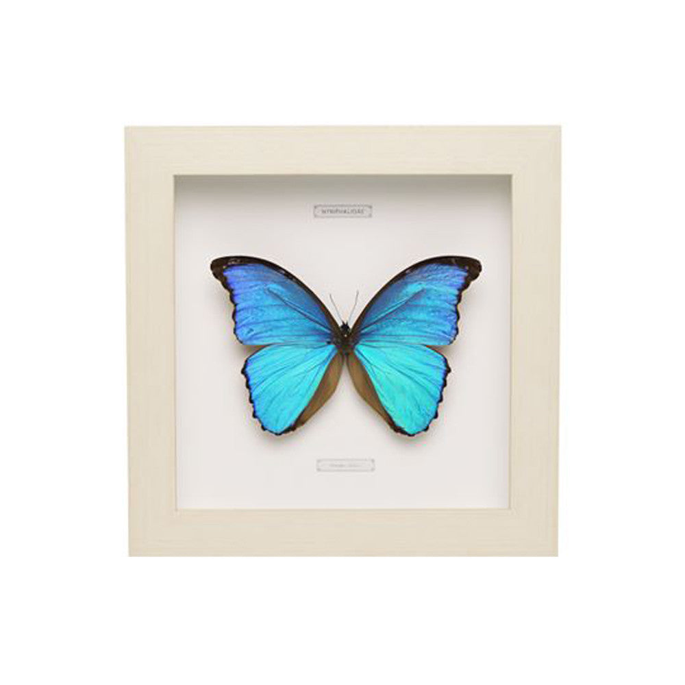 Kolekcijinis drugelis MORPHO DIDIUS WF