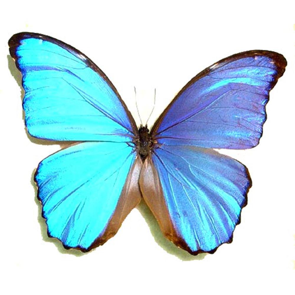 Kolekcijinis drugelis MORPHO DIDIUS - THE HOME STORY